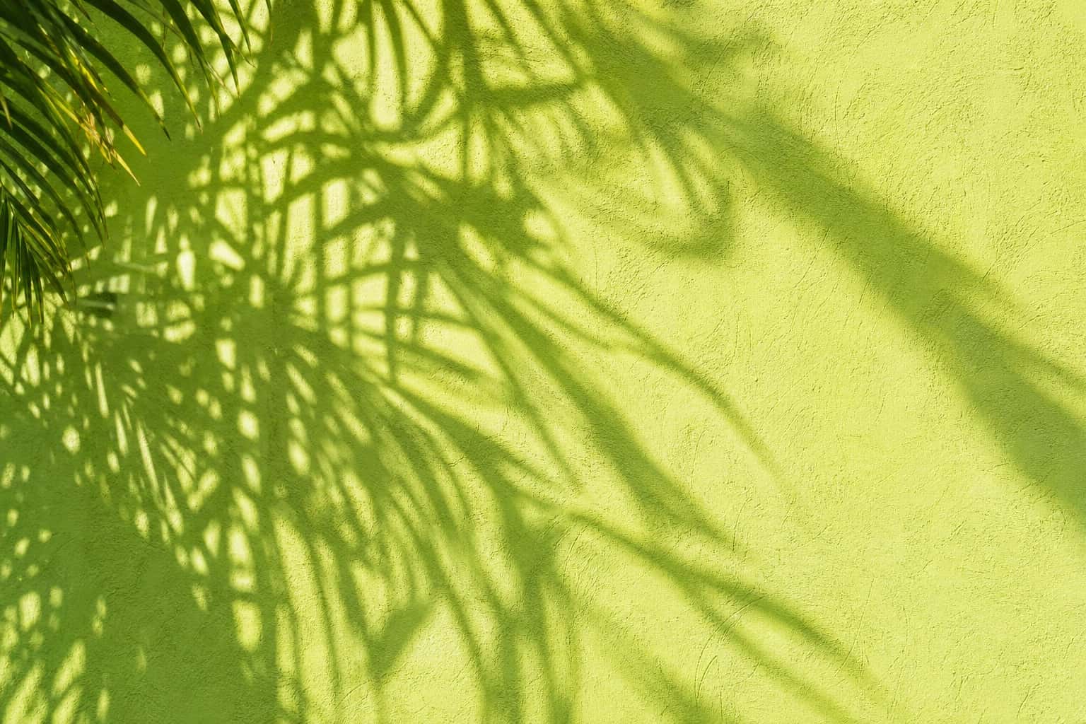 Thumbnail for Tropical Leaf Shadow Background