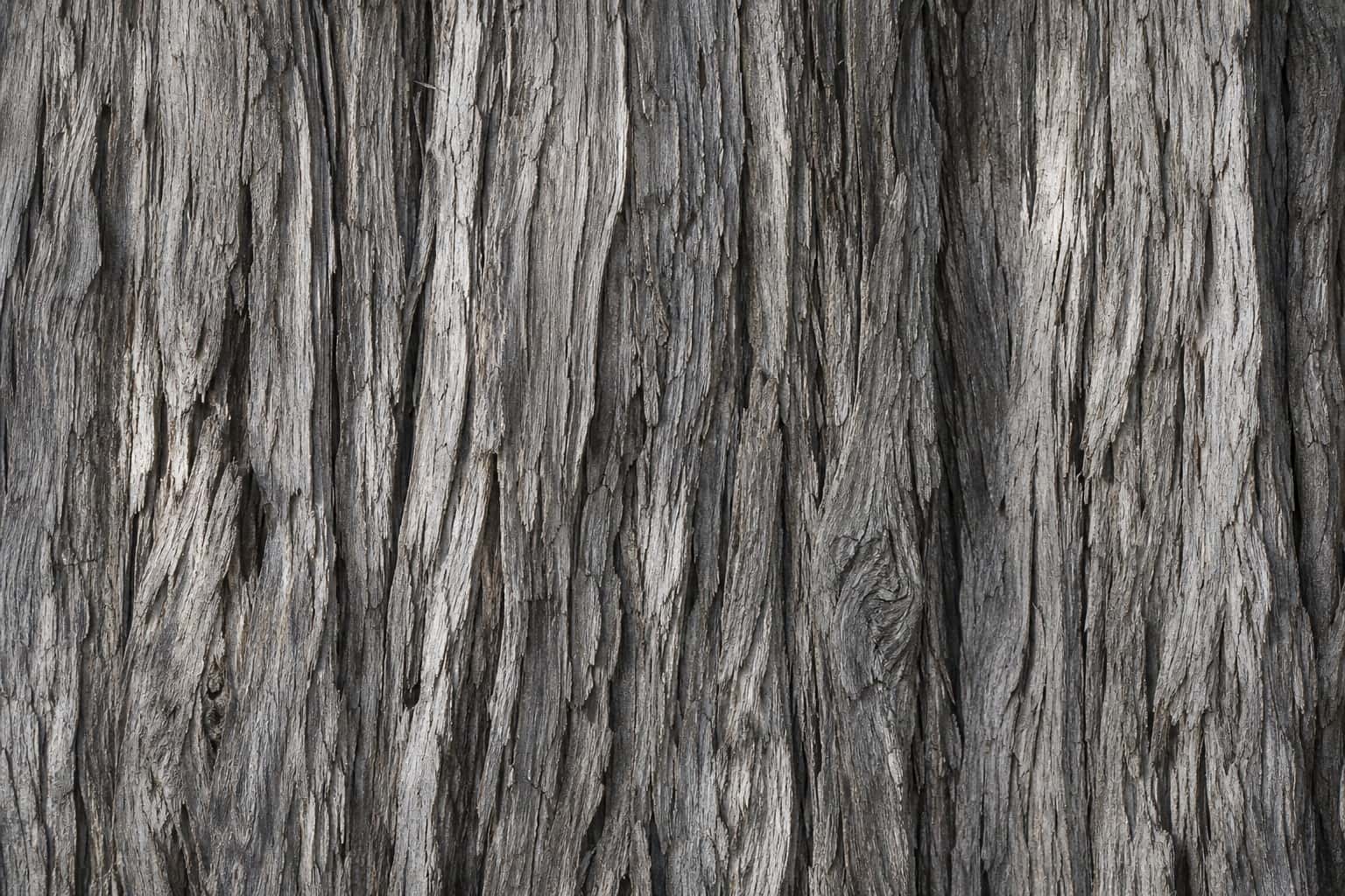 Thumbnail for Weathered Bark Texture