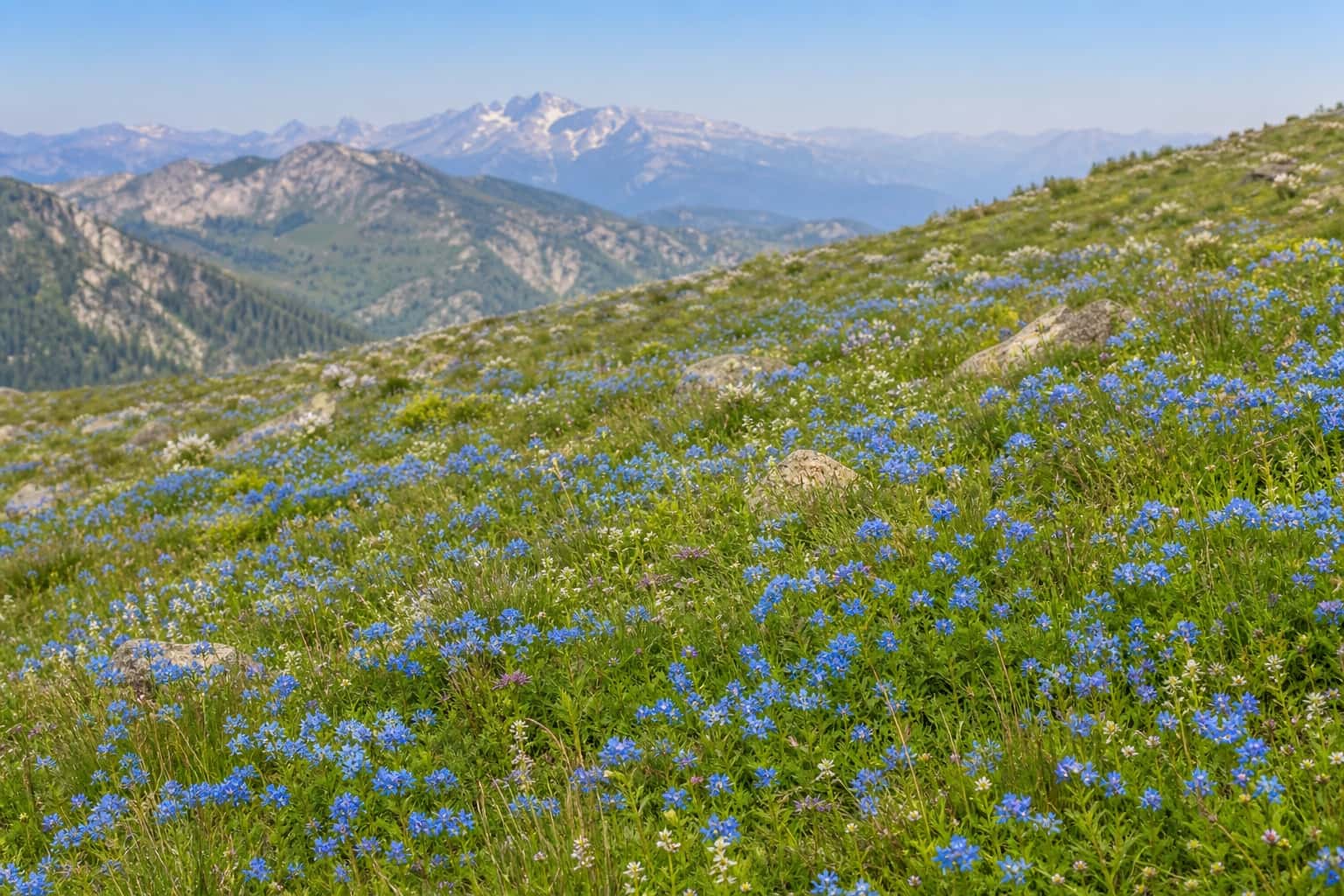 Thumbnail for Alpine Wildflower Meadow Background