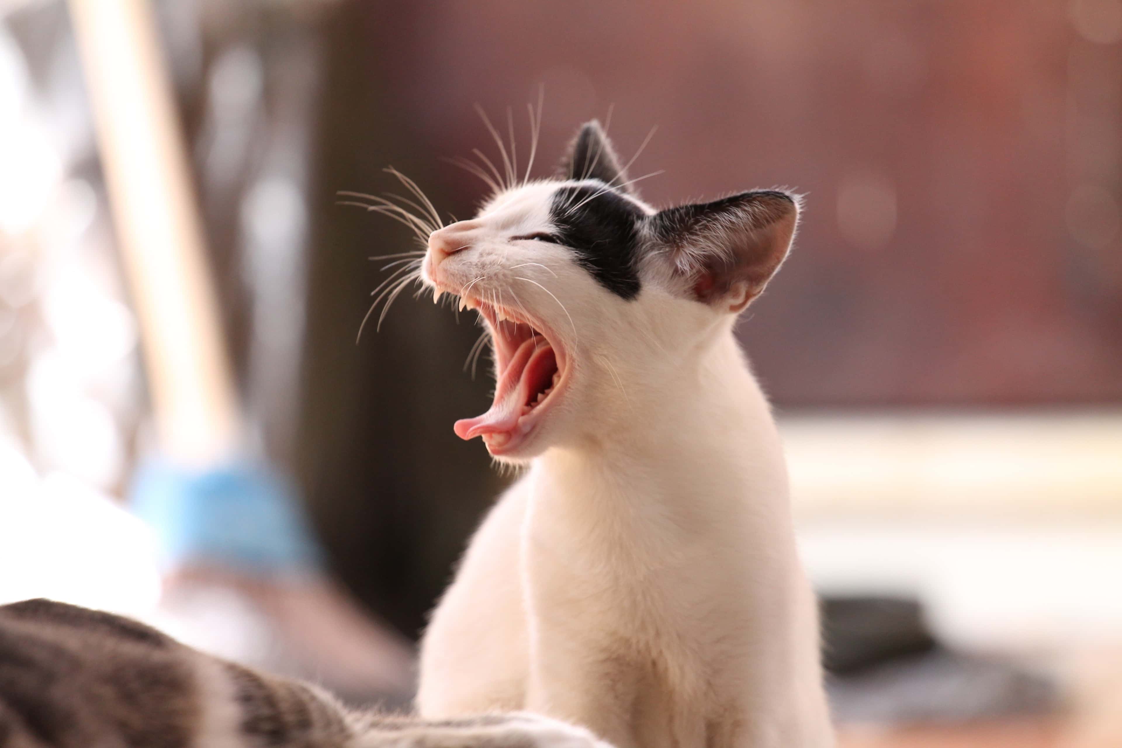 Thumbnail for Cat Meme
