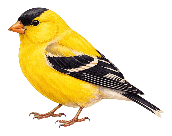 Thumbnail for Watercolor Bird Sticker