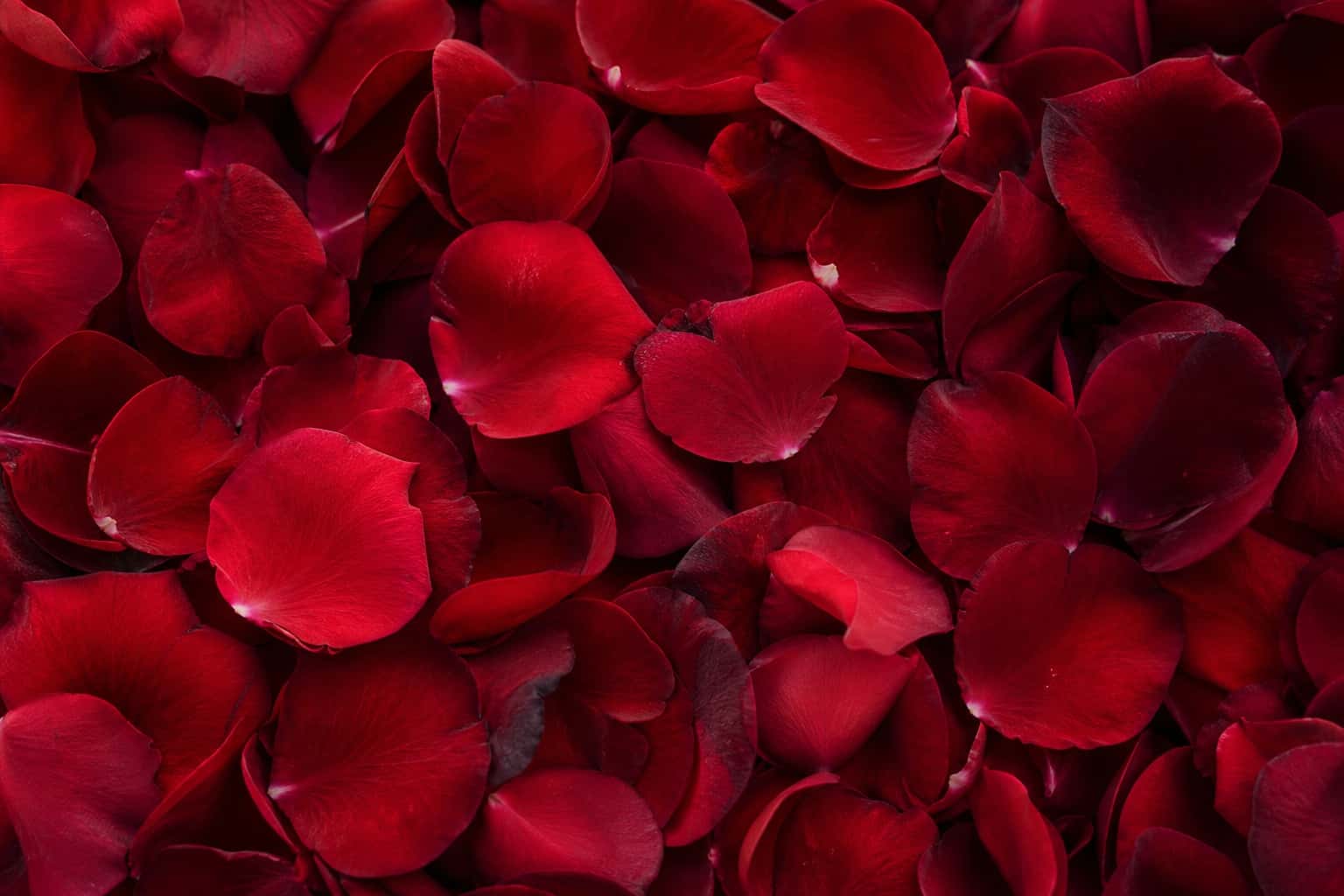 Thumbnail for Romantic Rose Petals Background