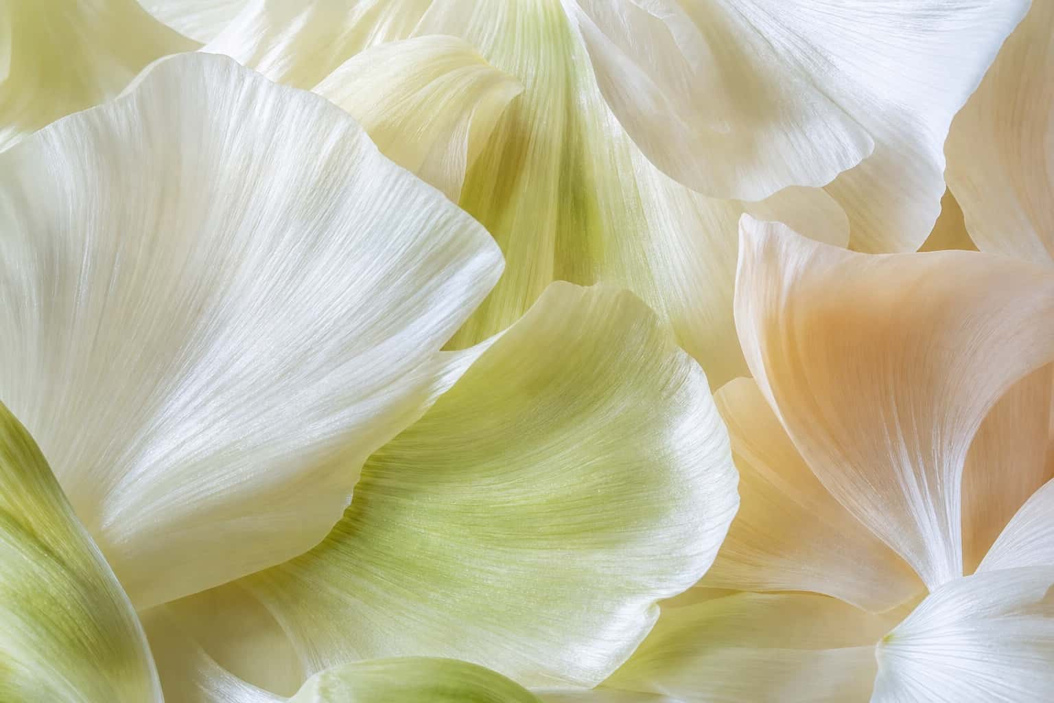 Thumbnail for Botanical Macro Photography Background