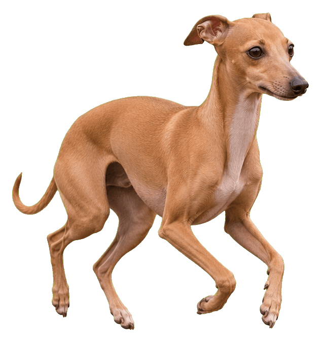 Thumbnail for Italian Greyhound Sticker