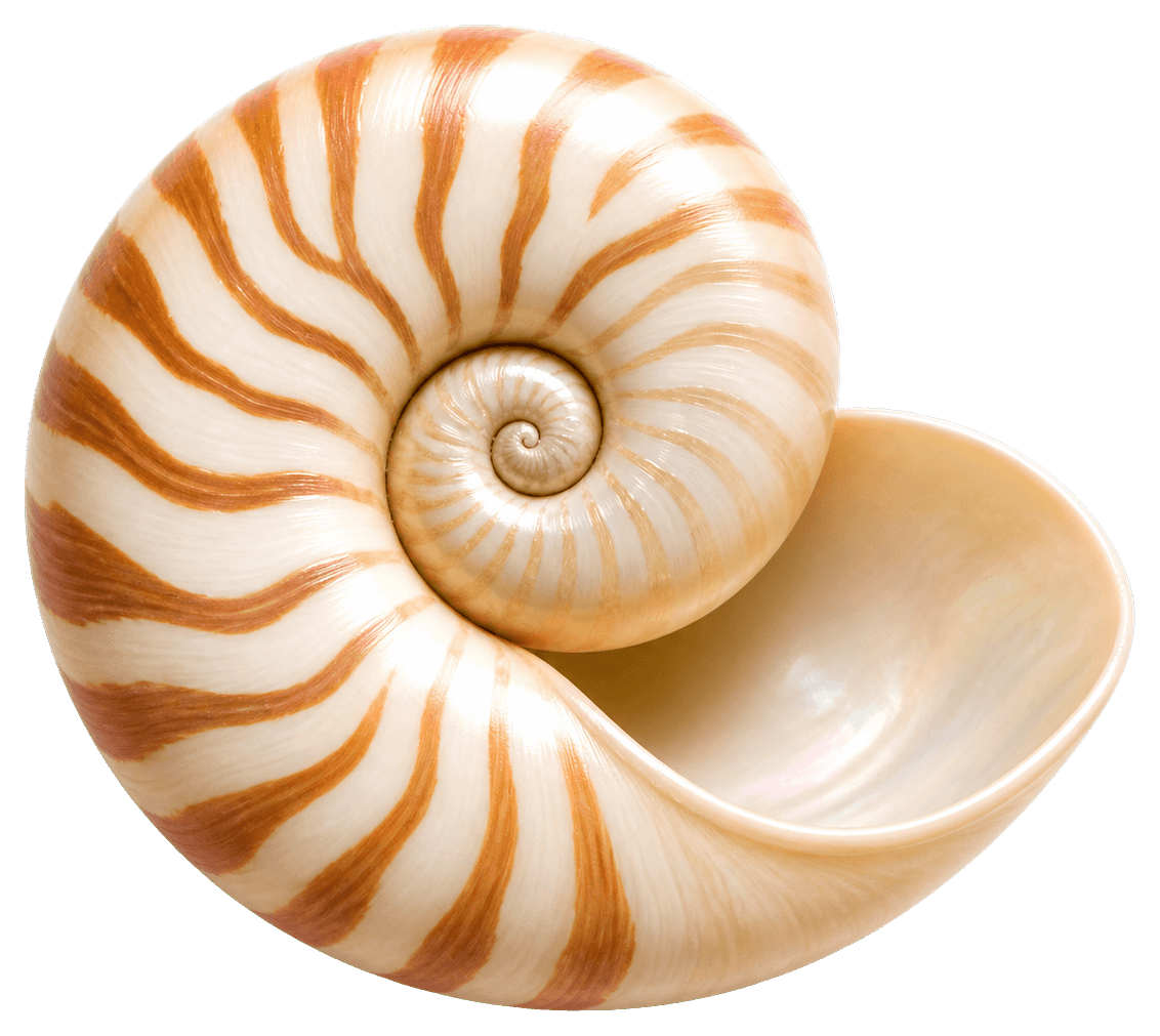 Thumbnail for Seashell Sticker