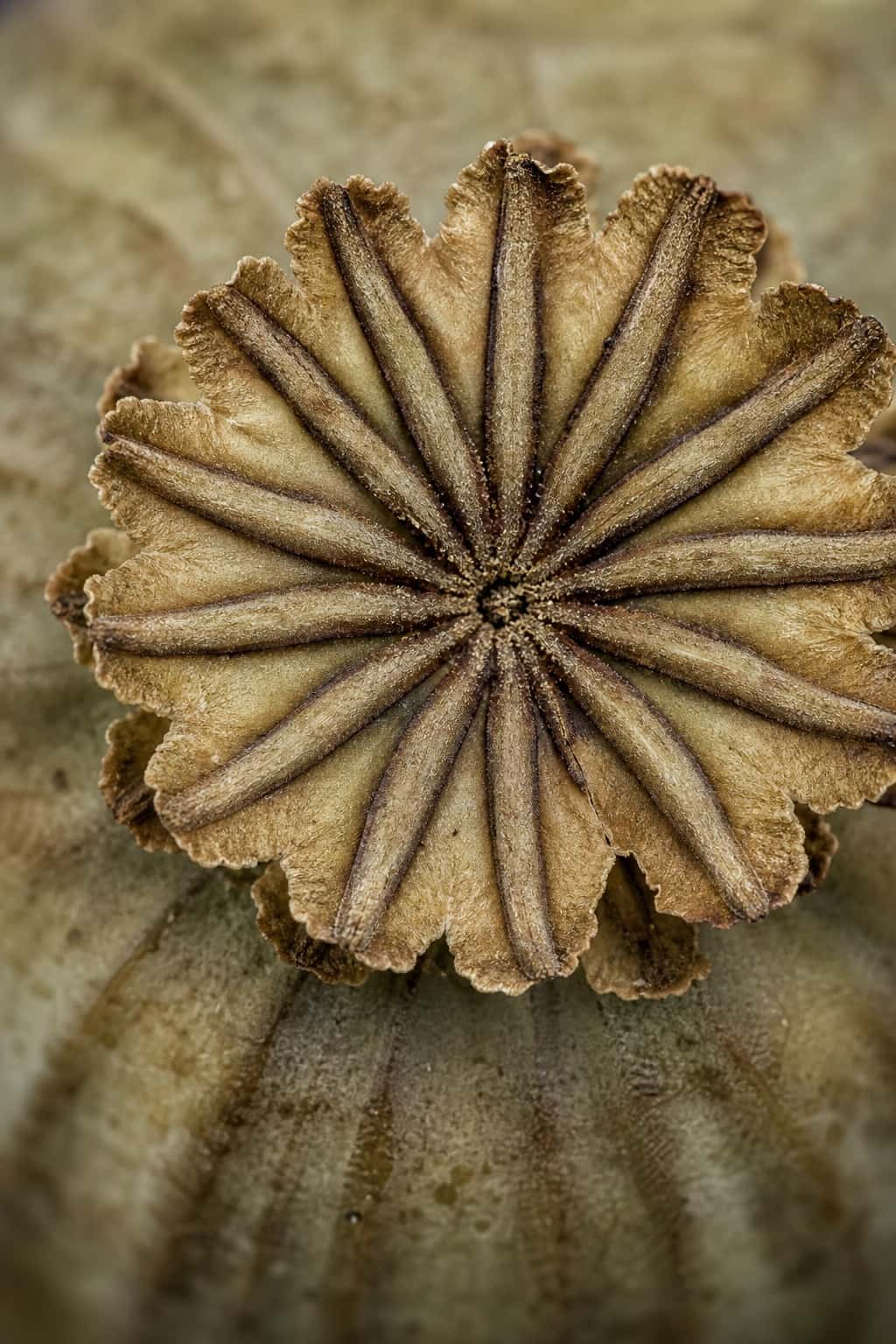 Thumbnail for Macro Photography