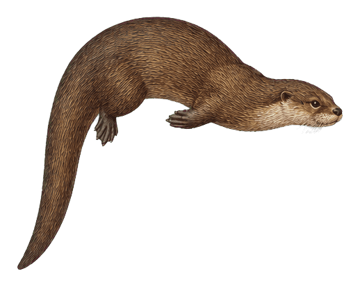 Thumbnail for Vintage Mammal Sticker