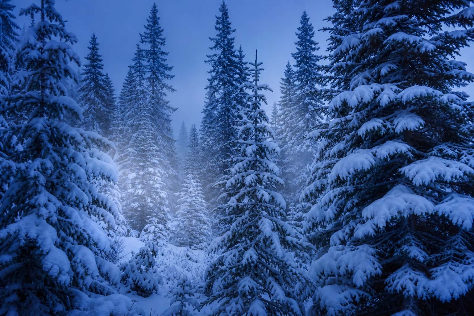 Thumbnail for Winter Pine Forest Background