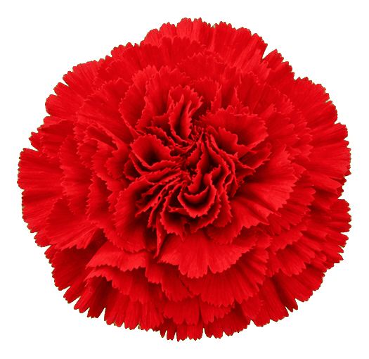 Thumbnail for Carnation Sticker