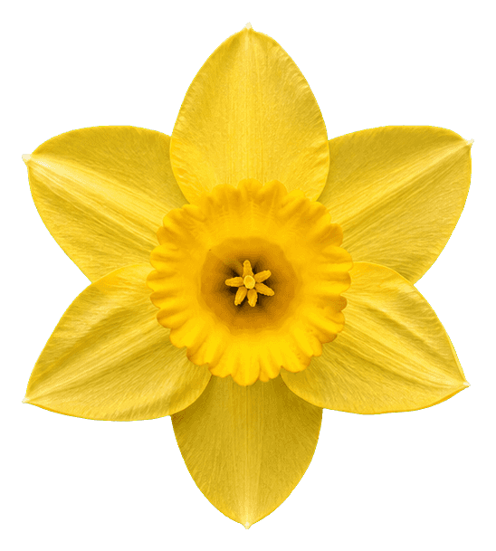 Thumbnail for Daffodil Sticker