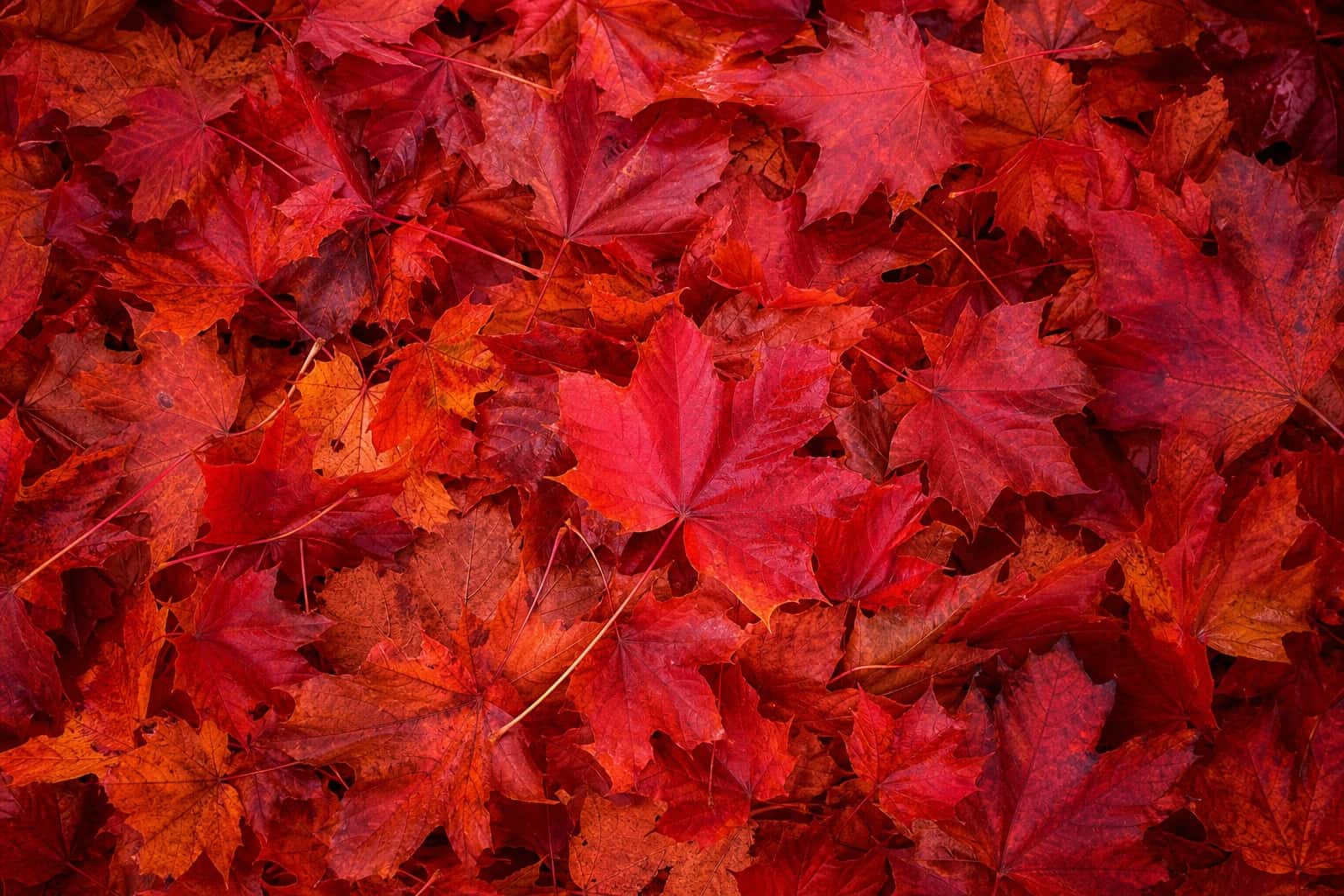 Thumbnail for Autumn Leaves Background
