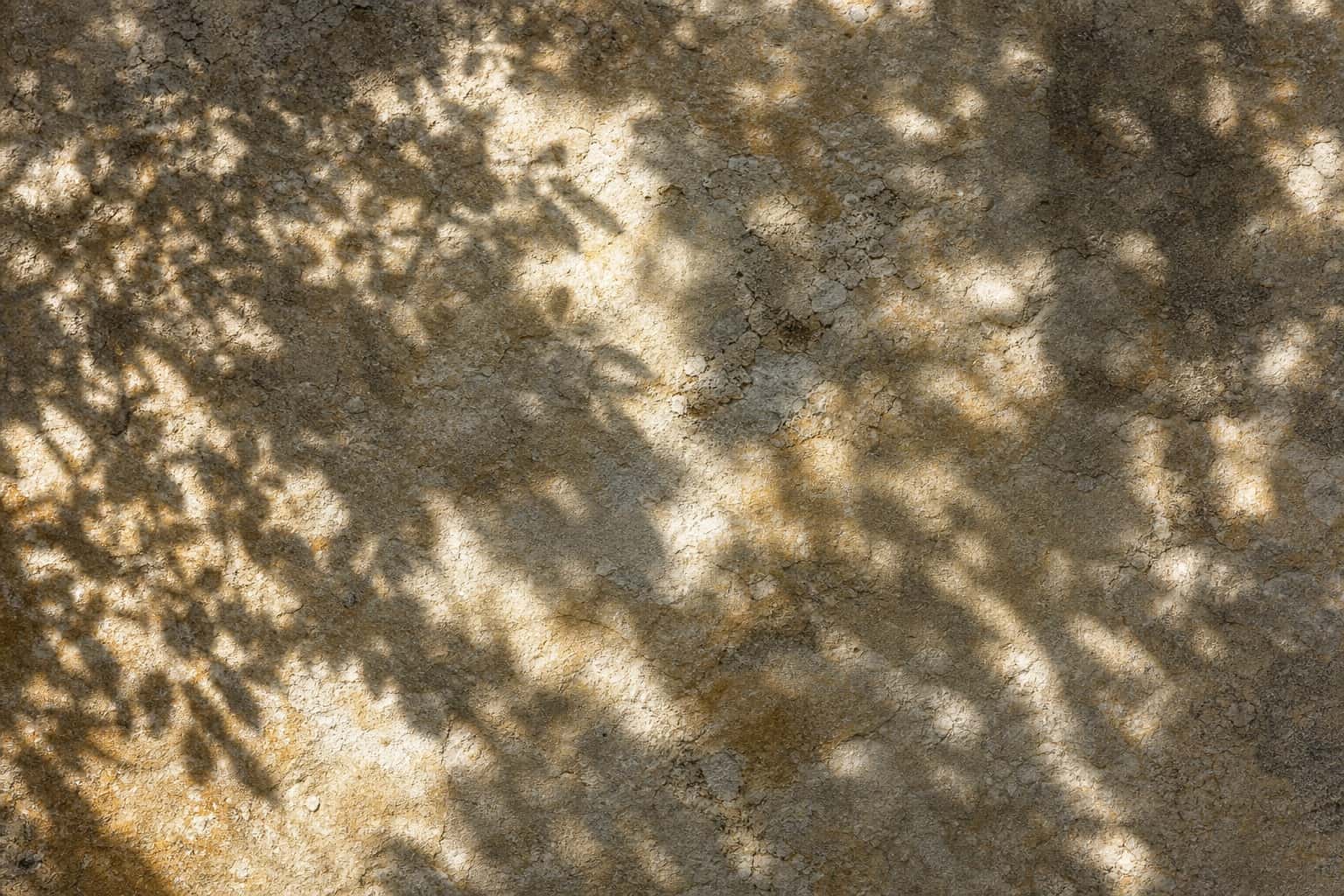 Thumbnail for Botanical Shadow Study