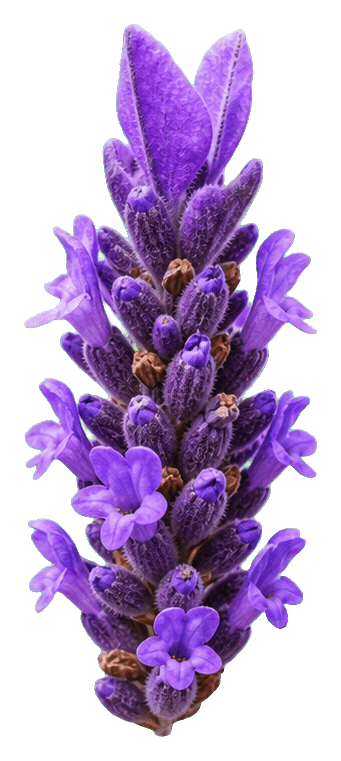 Thumbnail for Lavender Sticker