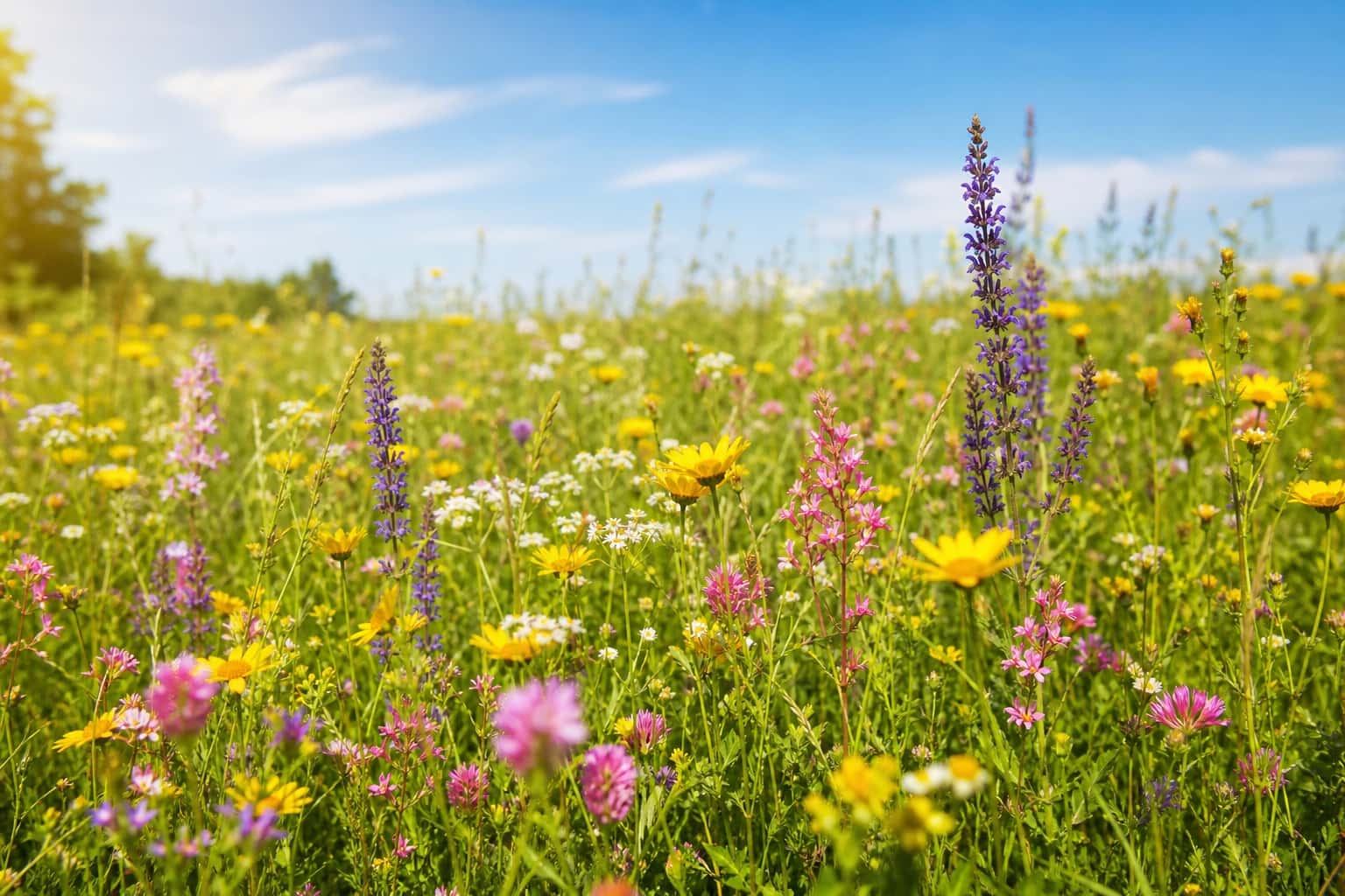 Thumbnail for Spring Flower Meadow Background