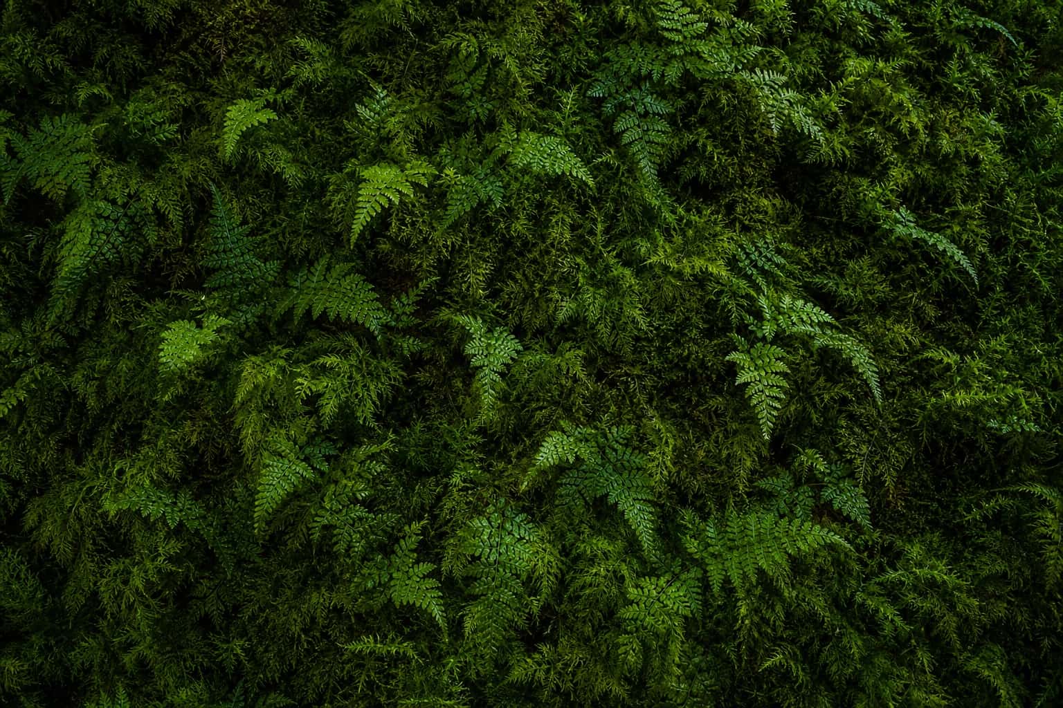 Thumbnail for Moss Fern Texture