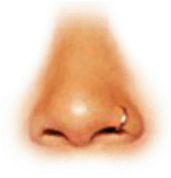 Thumbnail for Noses
