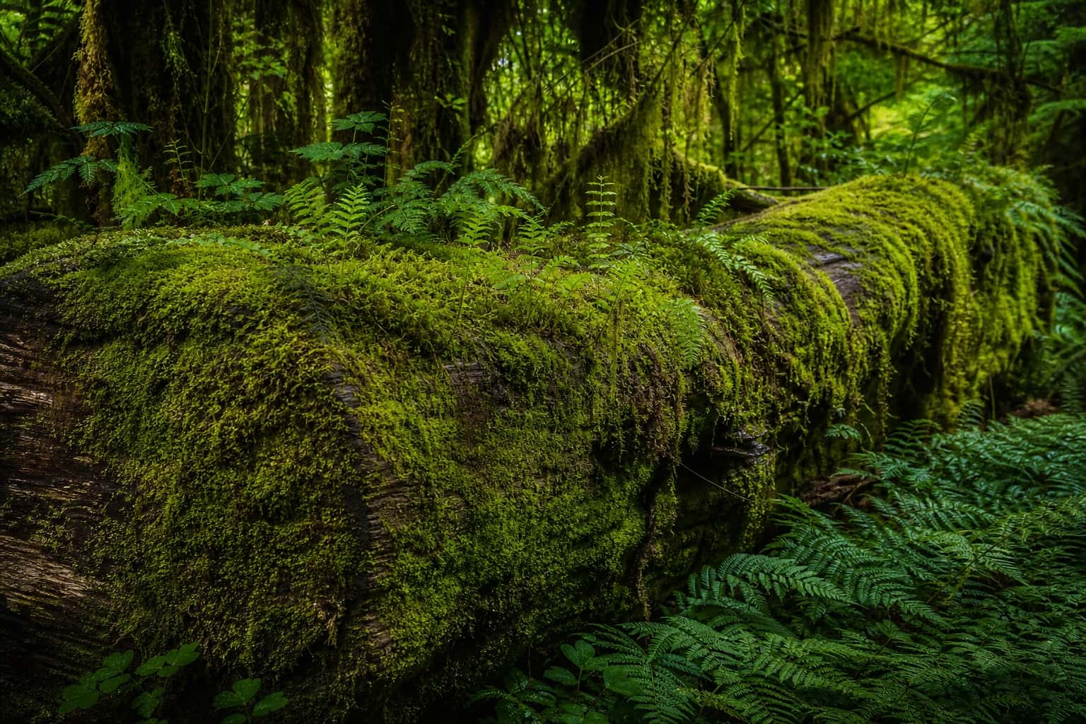 Thumbnail for Temperate Rainforest