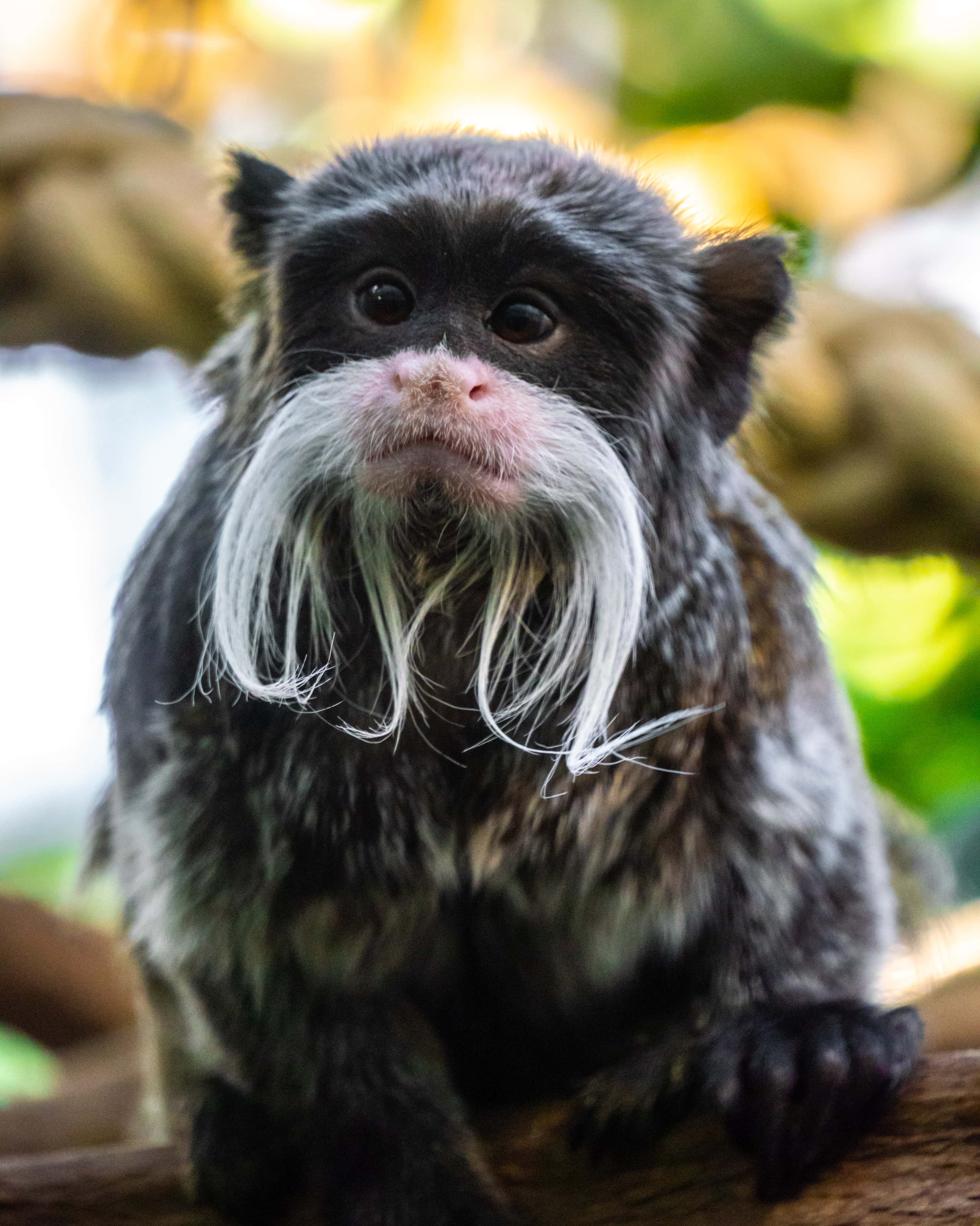 Thumbnail for Animal Meme