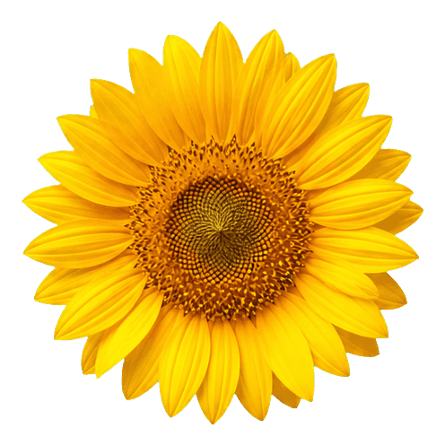 Thumbnail for Sunflower Sticker