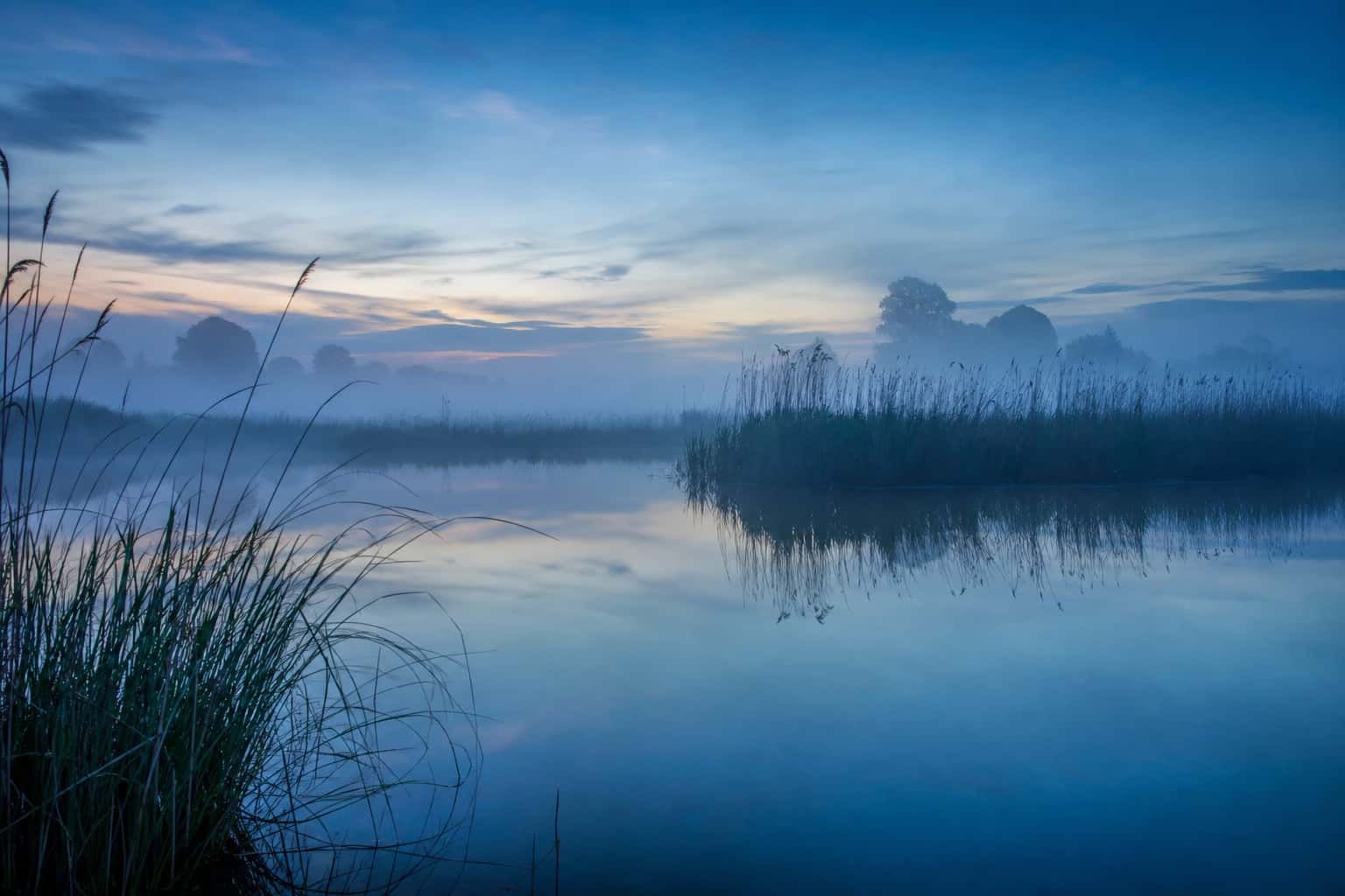 Thumbnail for Misty Wetland
