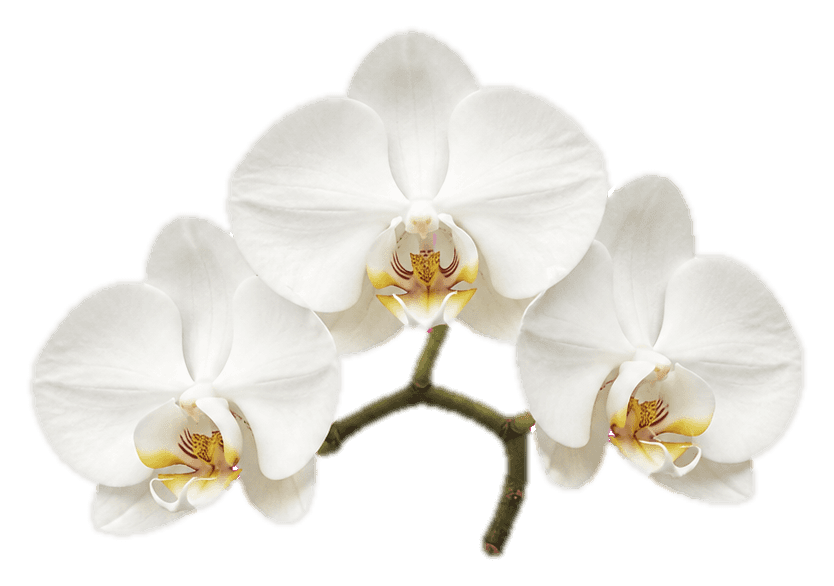 Thumbnail for Realistic Flower Sticker