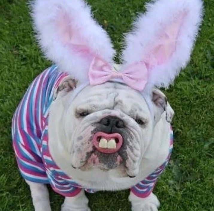 Thumbnail for Easter Memes