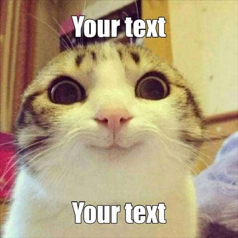 Thumbnail for Cat Memes
