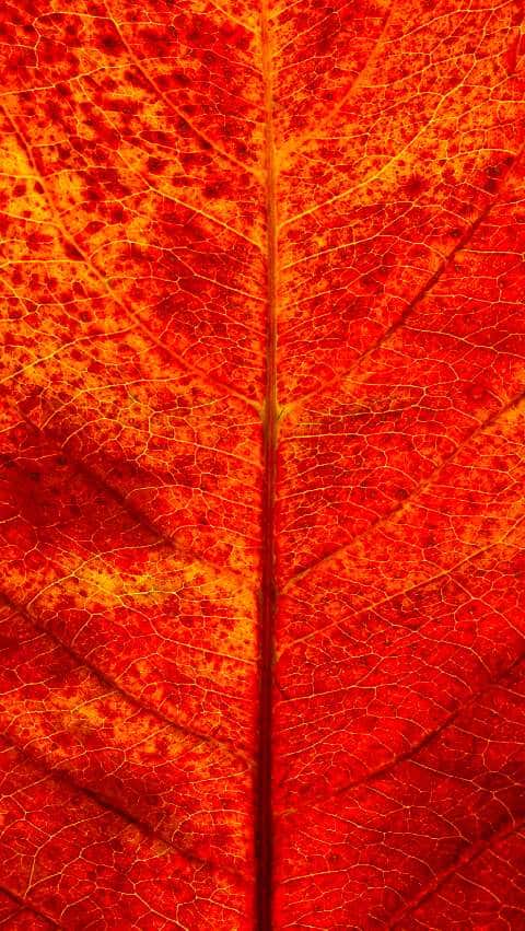 Thumbnail for Phone Wallpaper