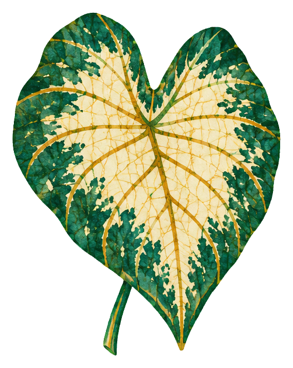 Batik-style caladium leaf with cream center, green edges, and visible stem