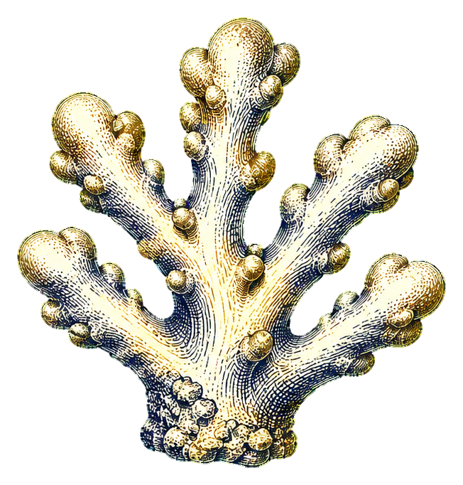 Engraved coral branch with textured nautical detailing