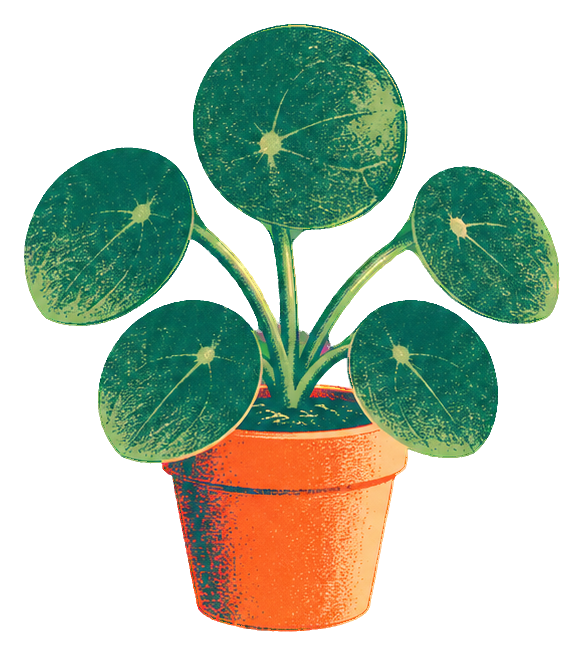 Risograph-style potted pilea houseplant with round green leaves in an orange pot.