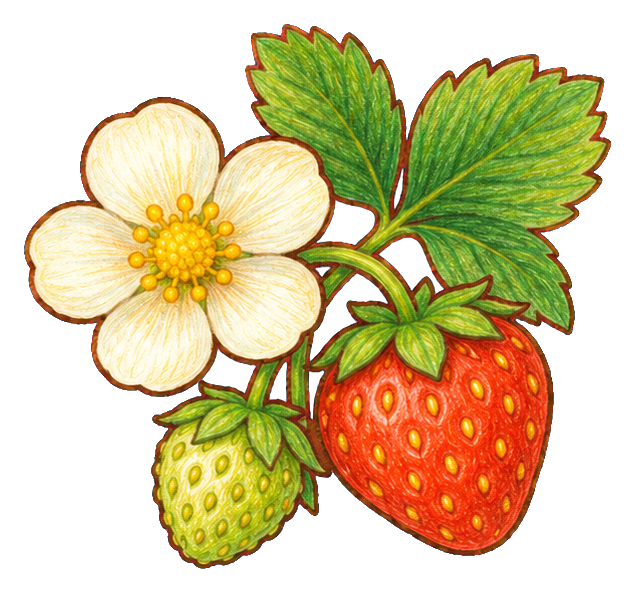 Strawberry blossom with red and green strawberries and a white flower