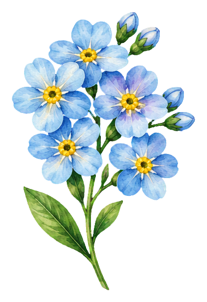 Watercolor forget me not wildflower cluster with green stem and leaves