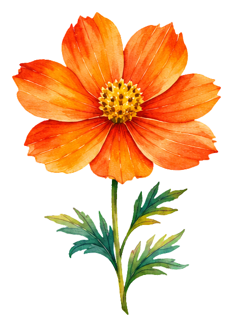 Watercolor orange cosmos flower with green stem and leaves on a transparent background.