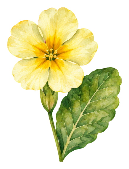Yellow watercolor primrose flower with a green leaf and stem