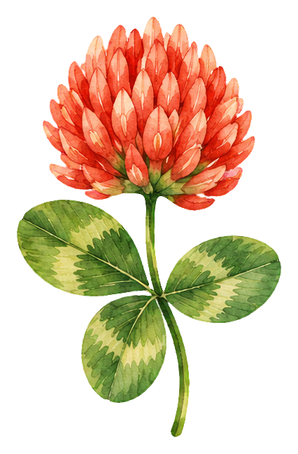 Watercolor red clover wildflower with green leaves and a single pink blossom