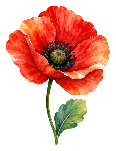 Watercolor red poppy flower with green stem and leaves on transparent background