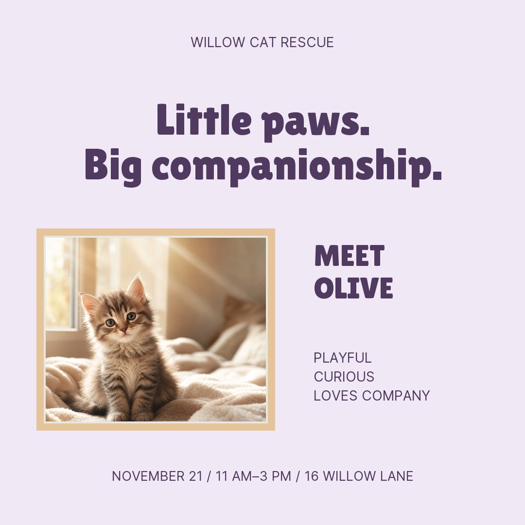 Postcard Example Portrait Purrfect Little Company Square Post Template - Design Templates