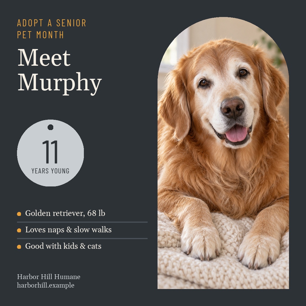 Square adoption post for a senior golden retriever named Murphy with age and shelter details.