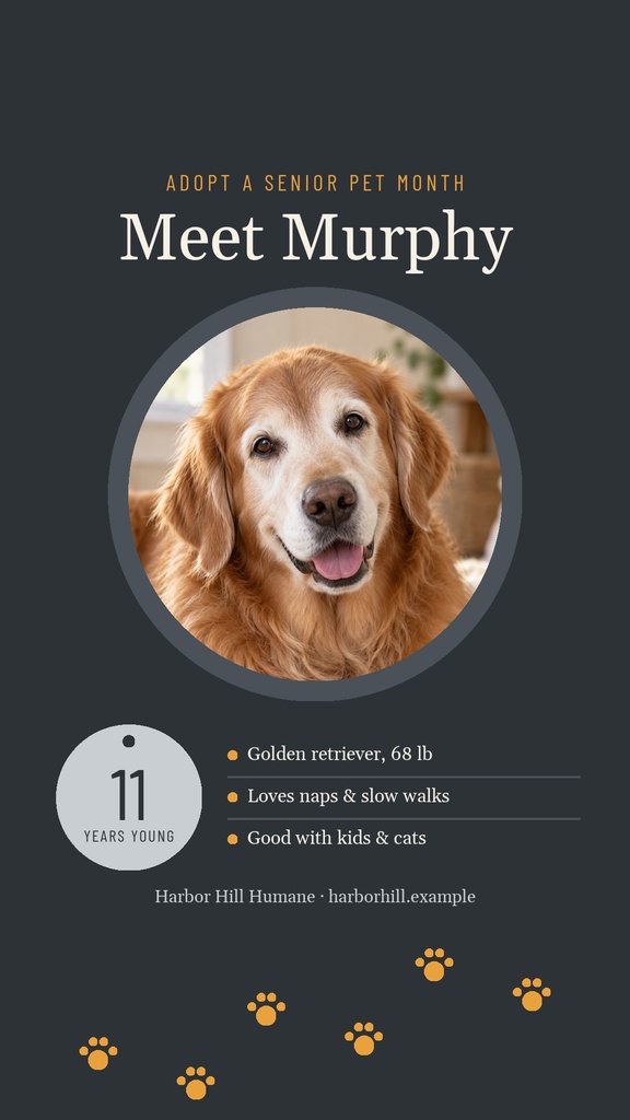 Instagram story design featuring a golden retriever portrait and senior pet adoption message