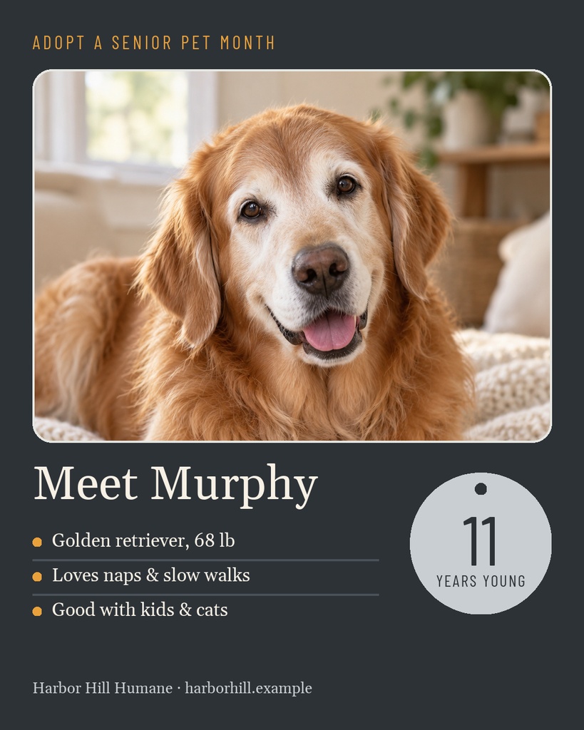 Golden retriever portrait with adoption message, dog name, age circle, and shelter details on a dark background.