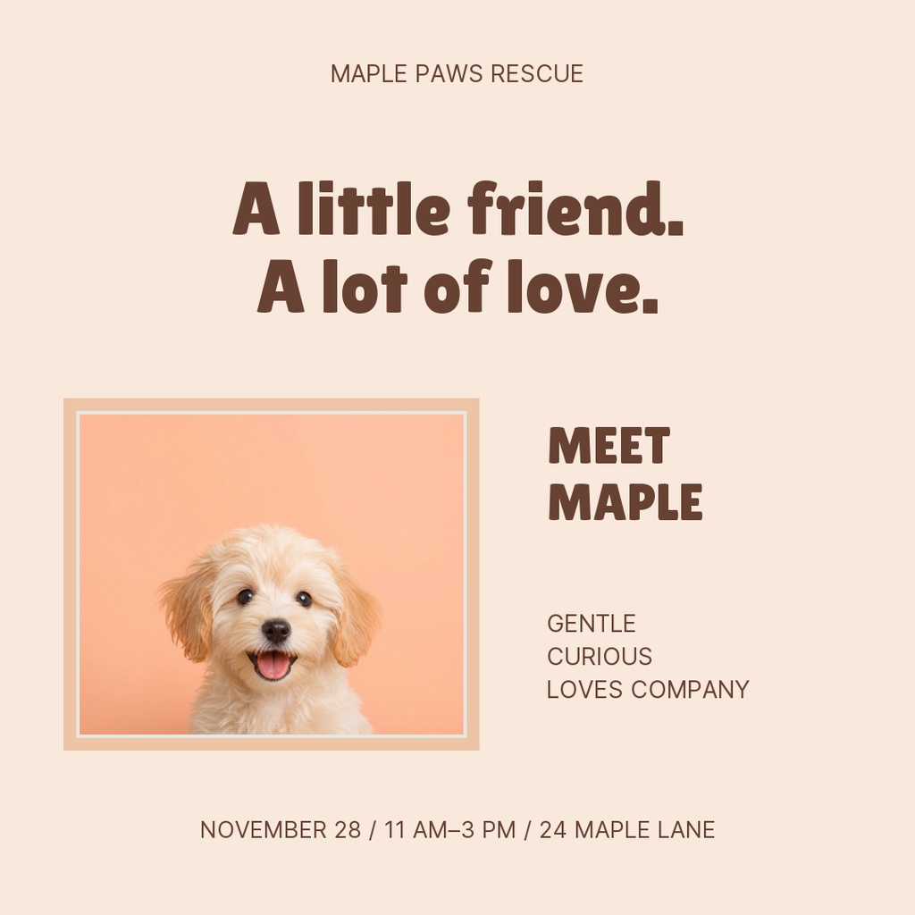 Square pet adoption post featuring a fluffy puppy photo and the text Meet Maple.
