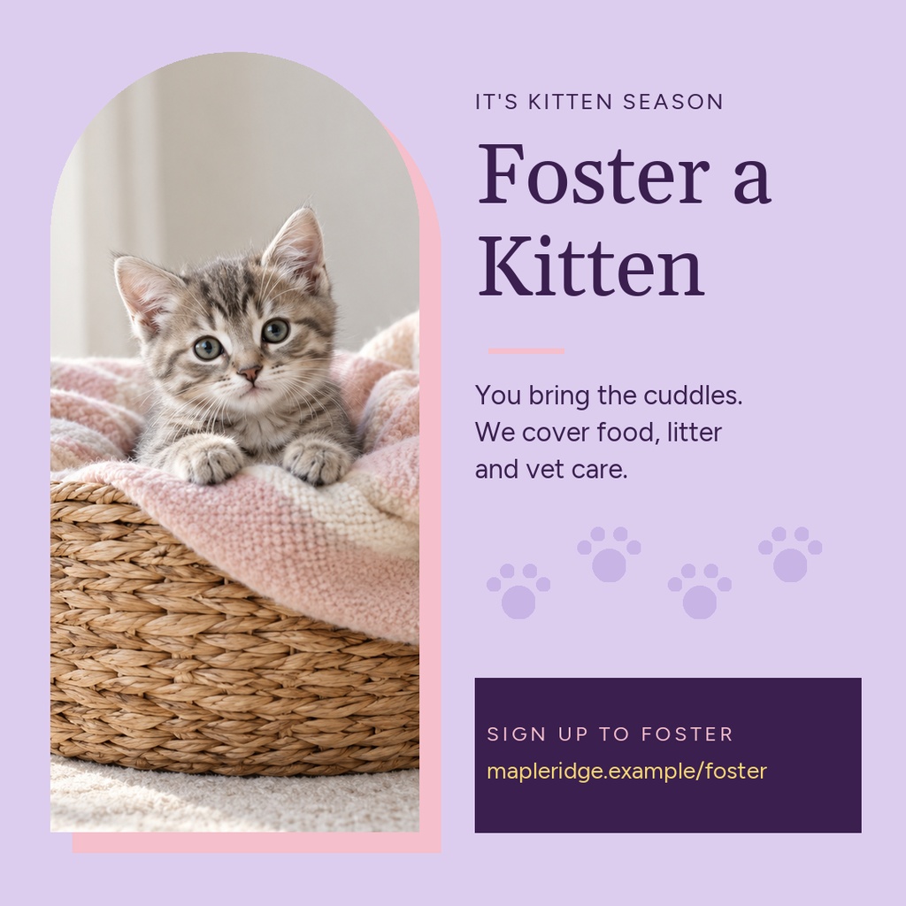 Square poster with a kitten in a basket beside text about fostering a kitten.